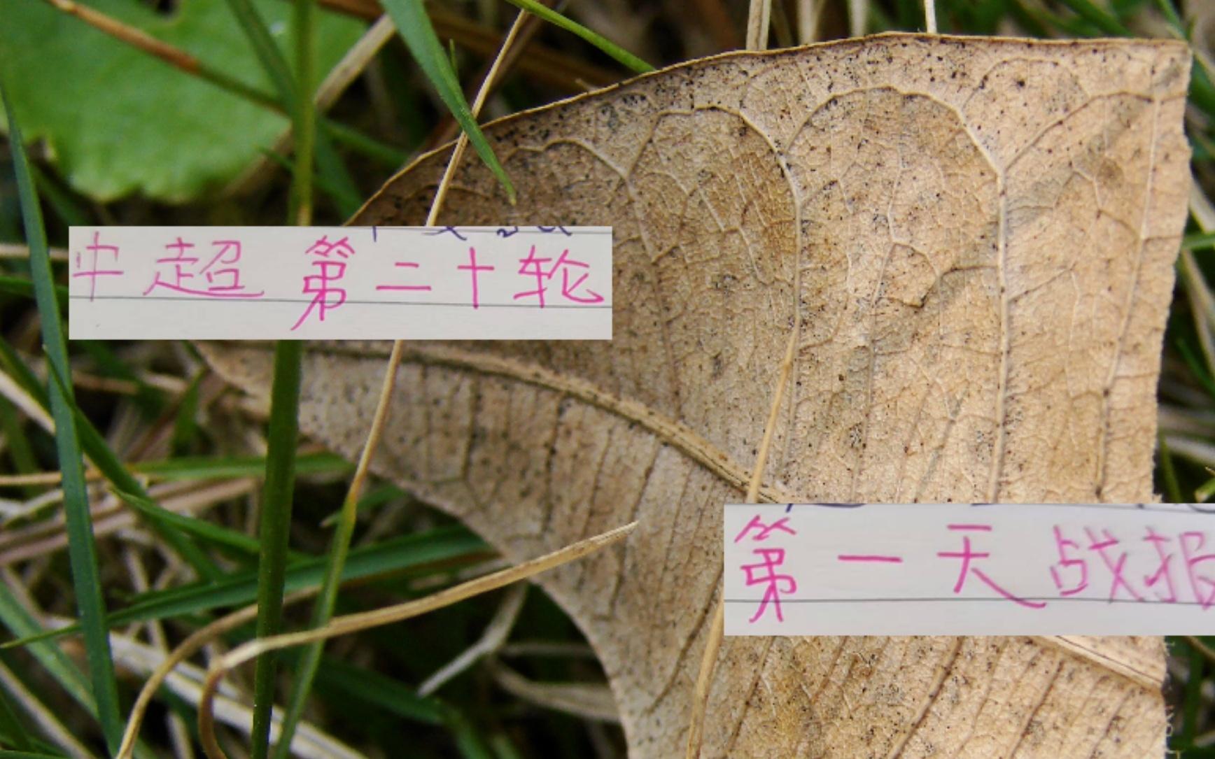 中超20輪第一天戰(zhàn)報(bào)：深圳能贏申花卻能輸河南成都零封馬萊萊